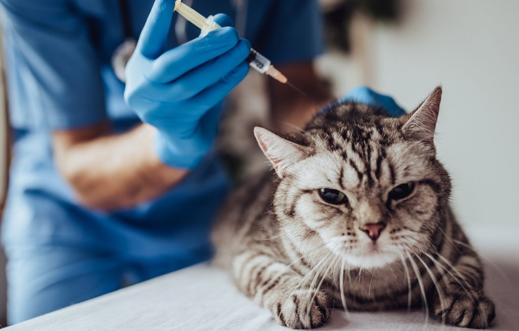 Cropped image of doctor veterinarian is examining cute grey cat at vet clinic. Preparing to make an injection.